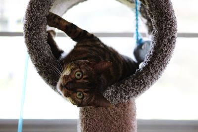 Close-up portrait of a cat