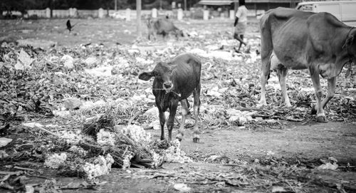 Portrait of calf carrying stick in mouth while standing on field