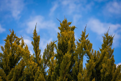 Low angle view of trees against sky during autumn