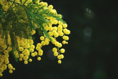 Close-up of white flower