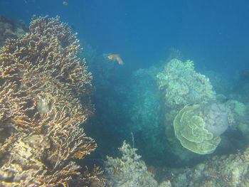 View of fish swimming in sea