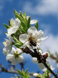 Close-up of bee on white flower