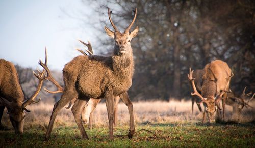 Deer on field