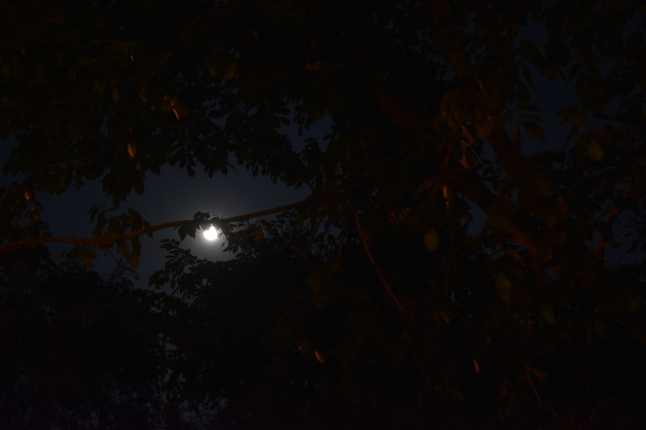 night, darkness, tree, light, moonlight, moon, plant, illuminated, no people, nature, sky, astronomical object, beauty in nature, tranquility, full moon, low angle view, midnight, outdoors, dark, branch, reflection, scenics - nature, astronomy, lighting equipment, lighting, evening, space, star, growth