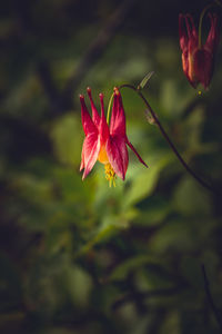 Close-up of pink flowers