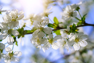 Close-up of white cherry blossom tree