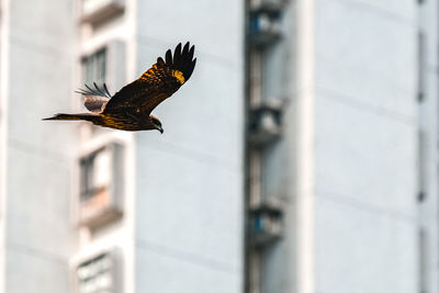 Eagle flying over wall