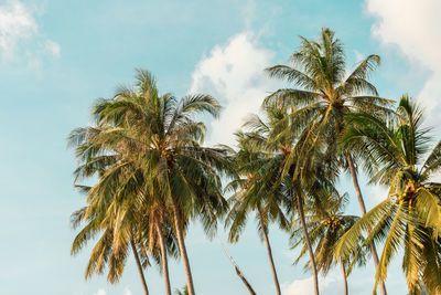 Low angle view of palm trees against sky