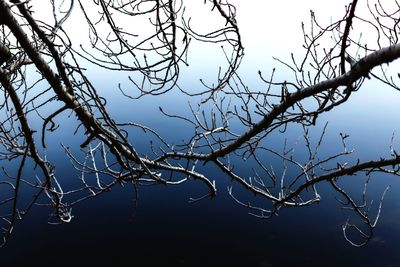 Close-up of branches against sky