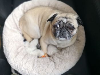 Close-up portrait of a dog breed pug from above. 