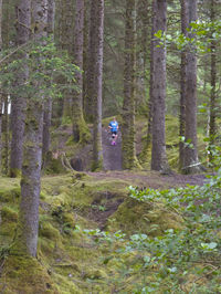 Rear view of woman walking in forest