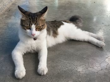 High angle portrait of cat relaxing on floor