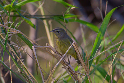 Close-up of bird perching on plant