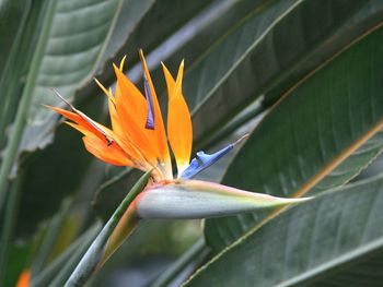 Close-up of flower blooming outdoors