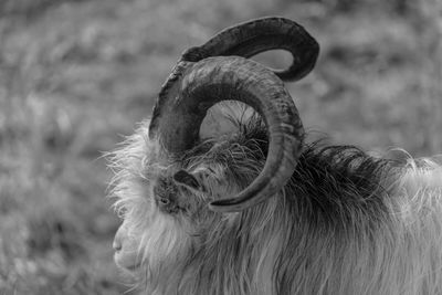 Close-up of a goat