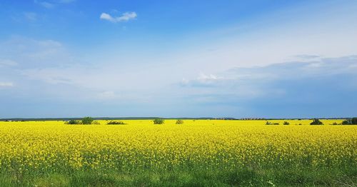 Scenic view of oilseed rape field against sky