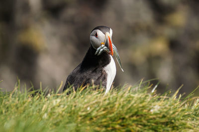 Close-up of bird on field