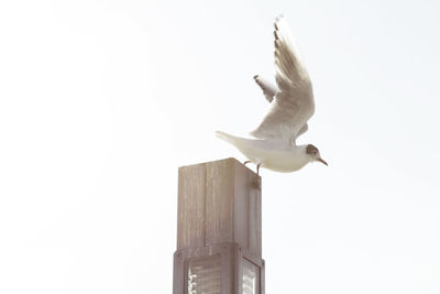 Low angle view of seagull flying against clear sky