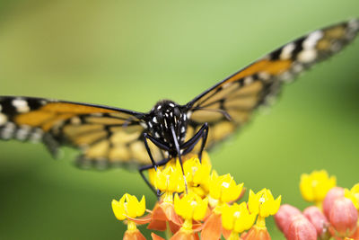 Close-up of butterfly on yellow flower