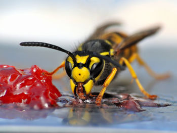 Close-up of bee on jam