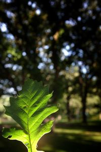 Close-up of green leaves