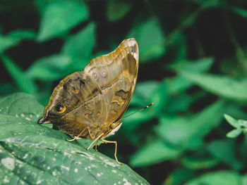 Close-up of butterfly on leaf