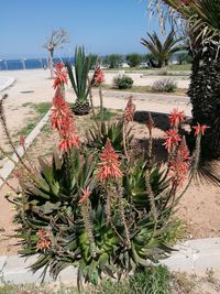 Close-up of red cactus growing on beach against sky