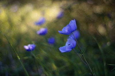 Close-up of purple crocus flowers on field