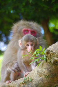 Close-up of monkeys on tree
