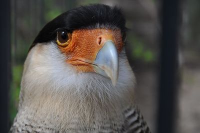 Close-up of northern crested caracara