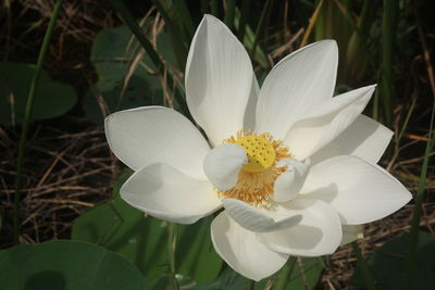 Close-up of white flowering plant on field