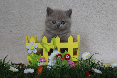 Close-up of a cat