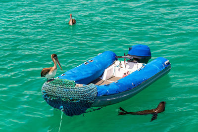 High angle view of pelicans and sea lion by inflatable raft moored on turquoise sea