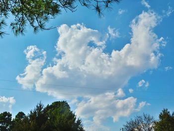 Low angle view of trees against blue sky