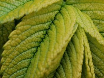 Close-up of green leaf