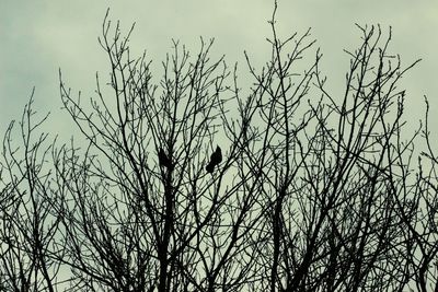 Low angle view of bare tree against sky