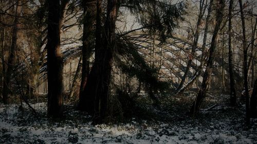 Trees in forest during winter