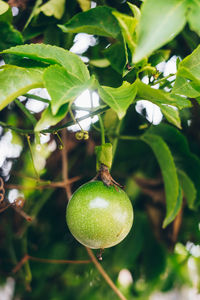 Close-up of fruit growing on tree