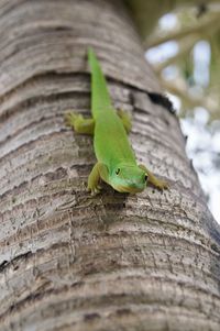 Close-up of lizard on tree trunk