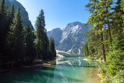 Scenic view of lake amidst trees against sky