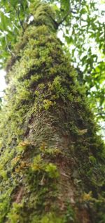 Low angle view of moss on tree trunk