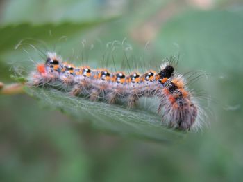 Close-up of butterfly on leaf