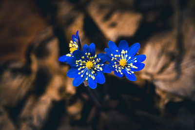 Close-up of purple flower