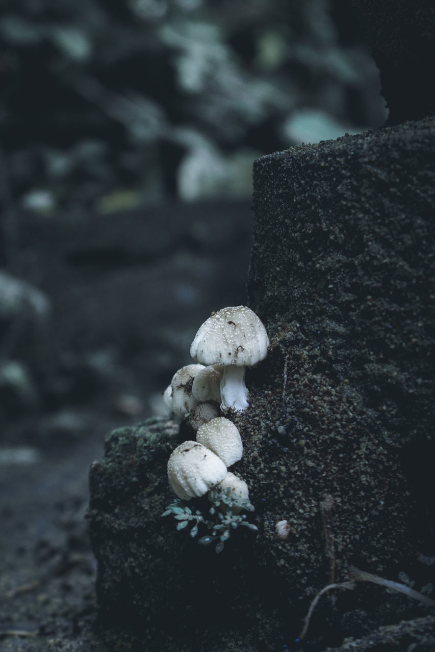 CLOSE-UP OF MUSHROOM ON ROCK