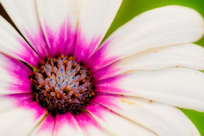 Close-up of pink flower