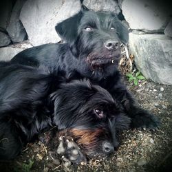 Close-up portrait of a dog