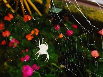 Close-up of spider on web