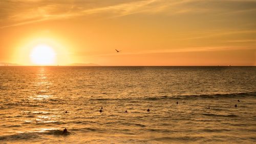 Bird flying over sea during sunset