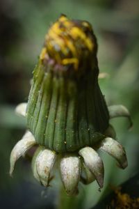 Close-up of fresh white flower buds