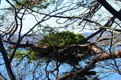 Low angle view of bare tree against sky